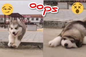 Cute Baby Alaskan Malamute Funny And Cute Puppies Compilation