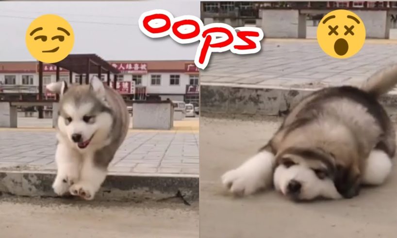 Cute Baby Alaskan Malamute Funny And Cute Puppies Compilation