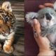 Cute Baby Animals Videos Compilation | Funny and Cute Moment of the Animals #14 - Cutest Animals