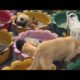 Cute Dog Collection, The World’s Cutest Puppies 🐶, Cutest Dogs Video Compilation Ever
