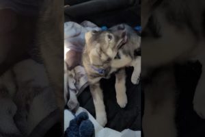 Cute German Shepherd Husky mix puppy playing in the car, on his way to his new home. #puppy #dog