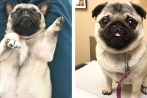 😍 Cute Pug Puppies Make Your Heart Warm 🐶 | Cute Puppies