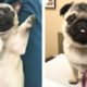 😍 Cute Pug Puppies Make Your Heart Warm 🐶 | Cute Puppies