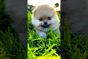 Cute Puppies Collection 🐕🐶 | #puppy