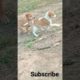 Cute Puppies Playing ❤️☺️ | New Born Puppies | Watch till end 🔚 | #shorts #puppy