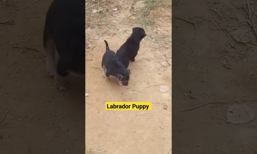 Cute Puppies | Puppy || #petsdog #homedog #puppydog #animalshorts #tiktok #viral #labrador #video