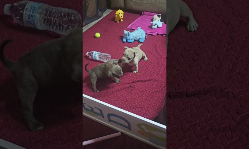 Cute Puppies Training 😍 💖 🥊🥊 #dog #puppy #pawsomepups #boxing #cute #dog #youtubeshorts #trending