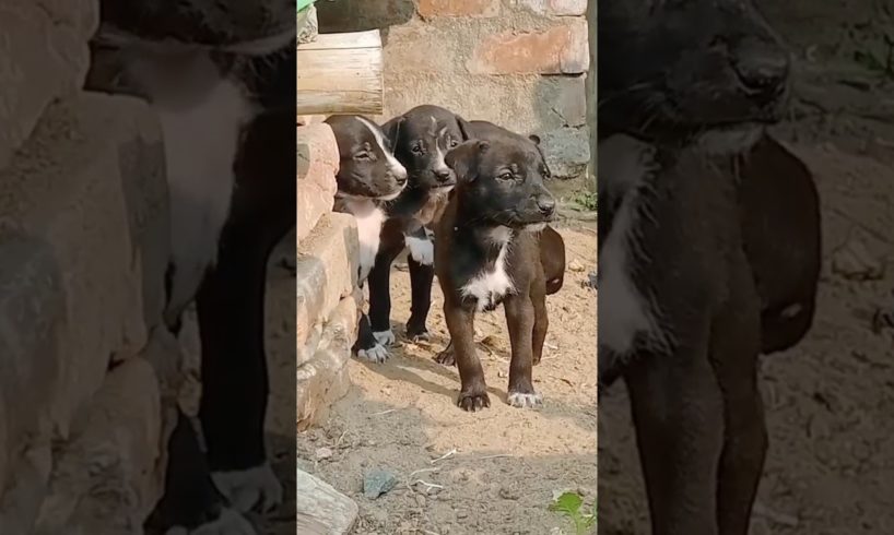 Cute Puppies/#puppies #puppy #doglover #dogs #cute #shorts  #foryou #funny /Suramya Mitra