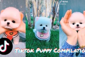 Cute Puppy TikTok Compilation | Cute Puppies I found on TikTok