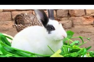 Cute bunnies and eating grass playing Together |Cute and adorable animals|