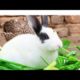 Cute bunnies and eating grass playing Together |Cute and adorable animals|