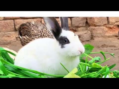 Cute bunnies and eating grass playing Together |Cute and adorable animals|
