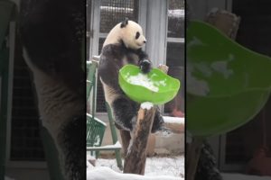 Cute panda Meng Lan playing happily in the snow #panda #animals #cute #shorts