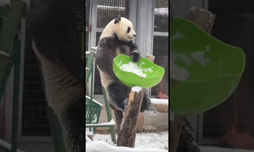 Cute panda Meng Lan playing happily in the snow #panda #animals #cute #shorts