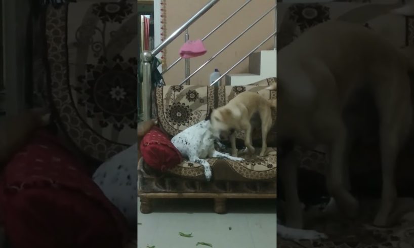 Cute puppies Softie and Charlie Ki pyari si Jodi ❤️🤔😯🤣#trending #dog #cutepuppy #puppyvideos