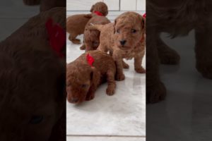 Cute puppies 🐶  and dogs are enjoying and playing