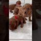 Cute puppies 🐶  and dogs are enjoying and playing