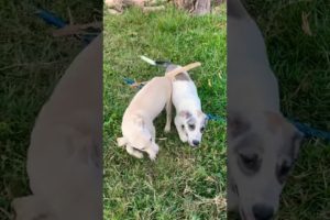 Cute puppies barking sound