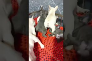 Cute puppies 🐶🐶 #dog #dogs #doglover #puppy #puppies #pets #pet #cutedog #shorts