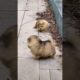 Cute puppies & funny dogs Alaska malamute #puppies #viraldogs