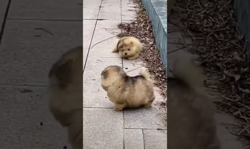 Cute puppies & funny dogs Alaska malamute #puppies #viraldogs