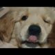 Cute puppies 🤩|#goldenretriever #puppies #cute #doglover |