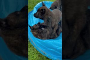 Cute puppies playing! #dog #puppies #belgianmalinois