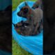 Cute puppies playing! #dog #puppies #belgianmalinois