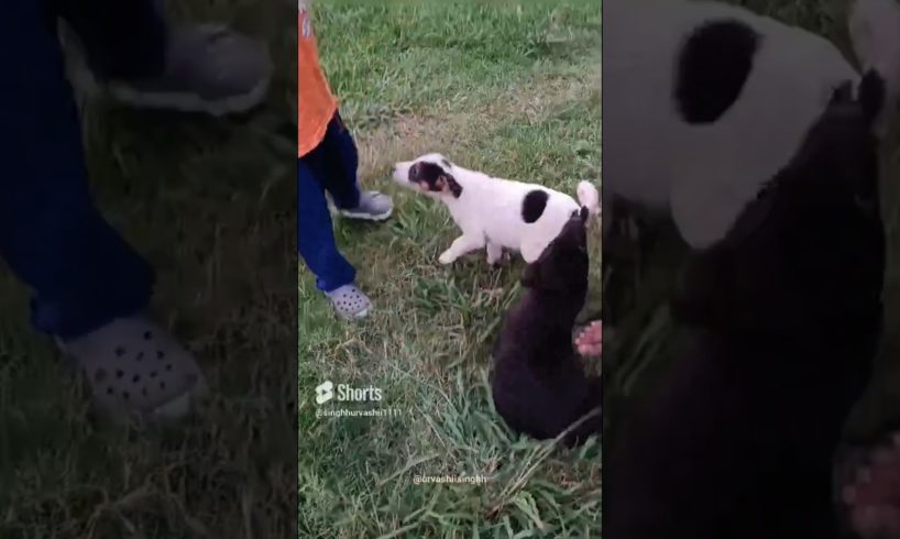 Cute puppies 🐶🐕 || puppy 🥰 || animal lovers ❤️#shorts #viral