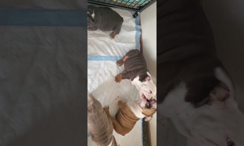 Cute puppies #puppy #englishbulldog #dog #bulldog #bulldogs #puppies #pets