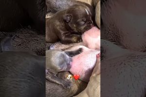 Cute puppies sucking mother’s milk #benssocialclub #cutepuppy #viral #shorts