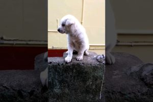 Cute puppies 🤩❤️ #youtube #youtuber #instagram #music #lov #dogsofinstagram #puppy #cutedogs #dog