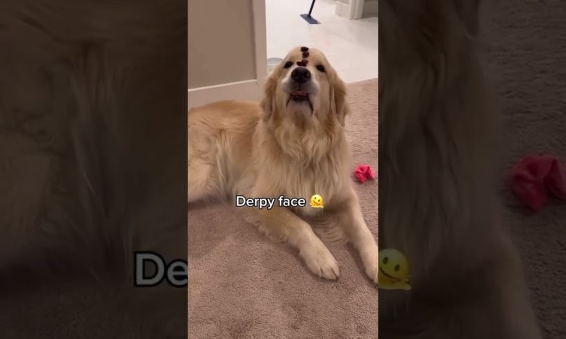 Cutest Puppies Ever: Prepare to Fall in Love!