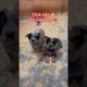 Cutest Puppies On YouTube - Australian Cattle Dog - Click Like For Cuteness ❤️ #shorts