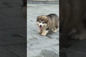 Cutest dogs #dogs #cutest #animals #love