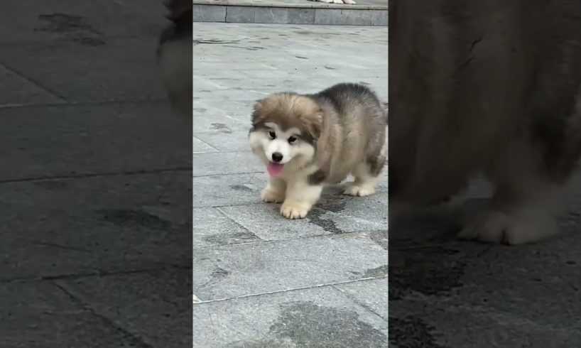 Cutest dogs #dogs #cutest #animals #love