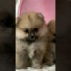 Cutest puppies #trending #viral #animals #shorts #youtubeshorts