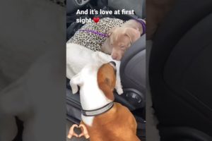 DO YOU THINK this DOG is in LOVE 🥰 |Wholesome Video #funny #dog #shorts #youtubeshorts