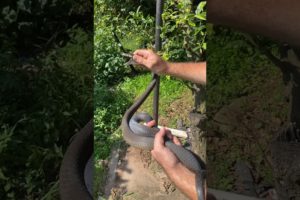 Deadly venomous Black mamba rescued by Nick Evans in South Africa