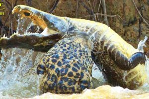 Dire! 25 Most Horrible Moments When Big Cats Fight Crocodiles | Animal Attacks
