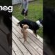 Disabled Dogs Play With Energetic Puppy || ViralHog