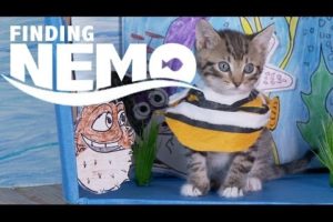 Disney Pixar's Finding Nemo (Cute Kitten Version)