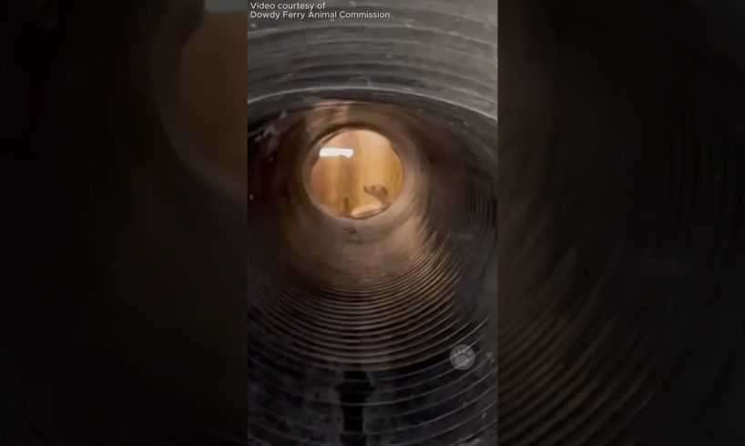 Dog Abandoned in a Deep Drain  #rescue