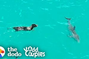 Dog And Wild Dolphin Play Whenever They See Each Other | The Dodo Odd Couples