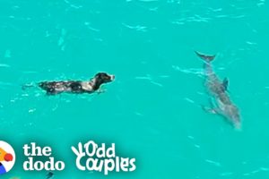 Dog And Wild Dolphin Play Whenever They See Each Other | The Dodo Odd Couples