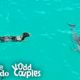 Dog And Wild Dolphin Play Whenever They See Each Other | The Dodo Odd Couples