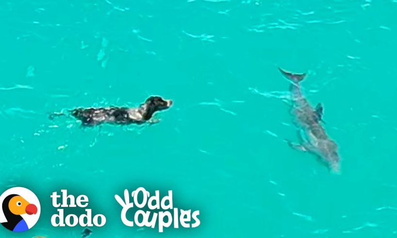 Dog And Wild Dolphin Play Whenever They See Each Other | The Dodo Odd Couples