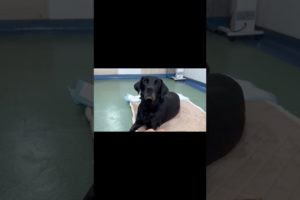 Dog Gets Better With Treatment, Smiles Again#Shorts