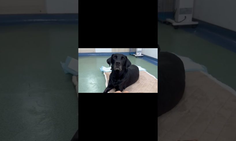 Dog Gets Better With Treatment, Smiles Again#Shorts