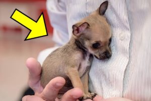 Dog Puppy Was Returned For The 7th Time To The Shelter, Then The Staff Made a Shocking Discovery